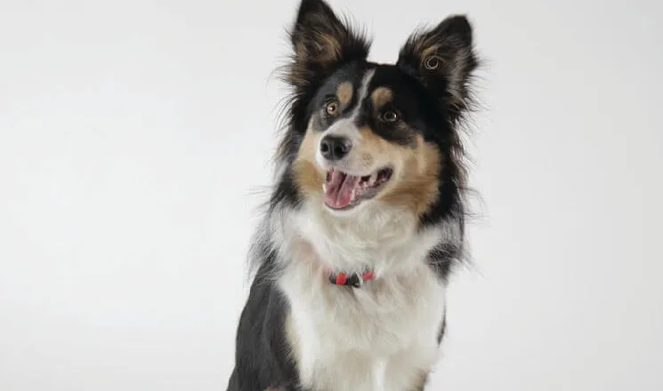 Zdjęcie Jak wytresować border collie: skuteczne metody na posłuszeństwo