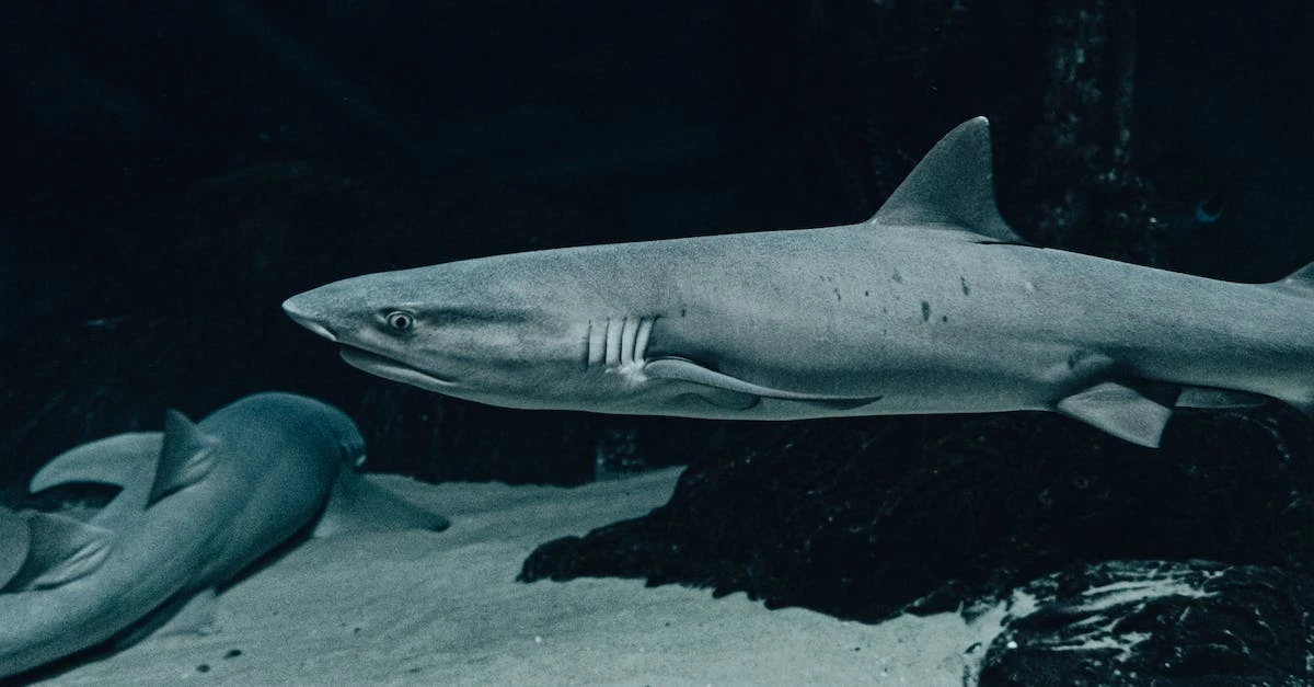 Meg 2: Głębia - Głębiny oceanu pełne niebezpieczeństw