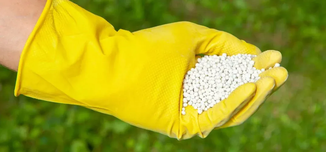 Zdjęcie Kiedy wapnować trawnik? Jesień czy wiosna? Sprawdź najlepszy termin!