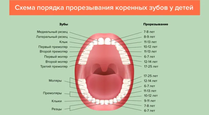 Zdjęcie Czy zęby trzonowe wypadają? Przyczyny, zapobieganie i skuteczne metody leczenia