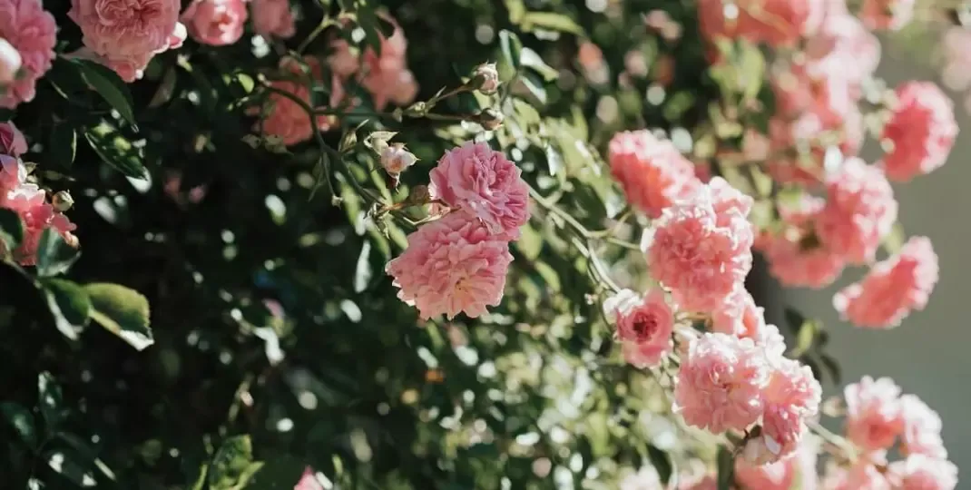 Zdjęcie Jak uratować róże w ogrodzie: 5 skutecznych sposobów reanimacji