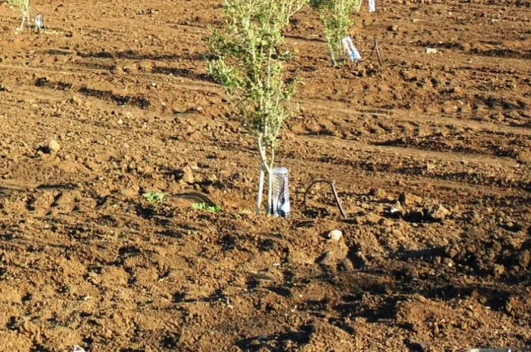 Zdjęcie Cuándo plantar olivos: la clave para un cultivo exitoso y saludable