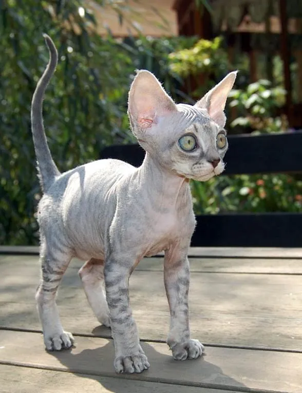Zdjęcie Niebieski Devon Rex – wyjątkowy kot o niezwykłym charakterze i urodzie