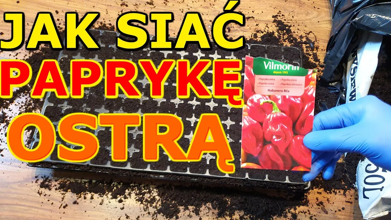 Zdjęcie Kiedy siać paprykę chili, aby uniknąć nieudanej uprawy?