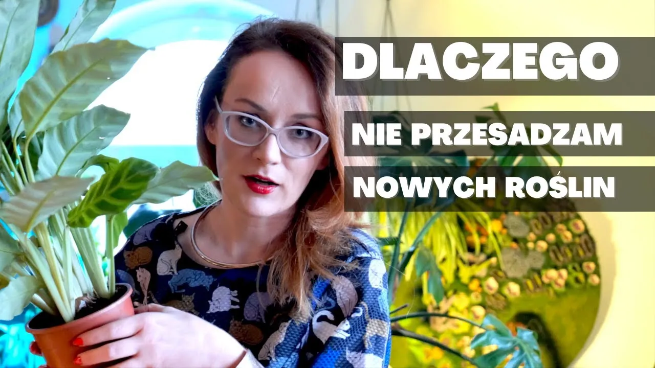 Zdjęcie Czy przesadzać kwiaty po zakupie? Oto, co musisz wiedzieć, by uniknąć problemów