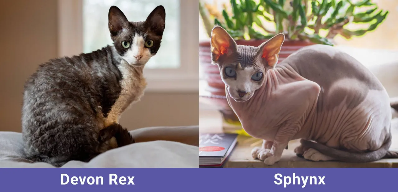 Zdjęcie Devon Rex a Sfinks: Kluczowe różnice, które musisz znać