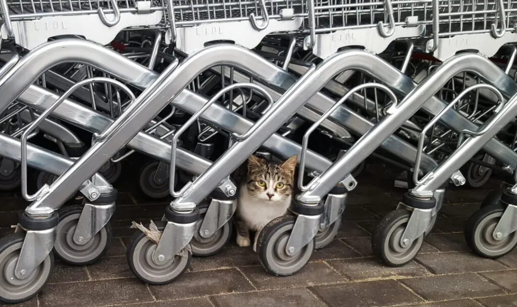 Zdjęcie Czy kotka wraca do domu? Oto co powinieneś wiedzieć o zaginięciu