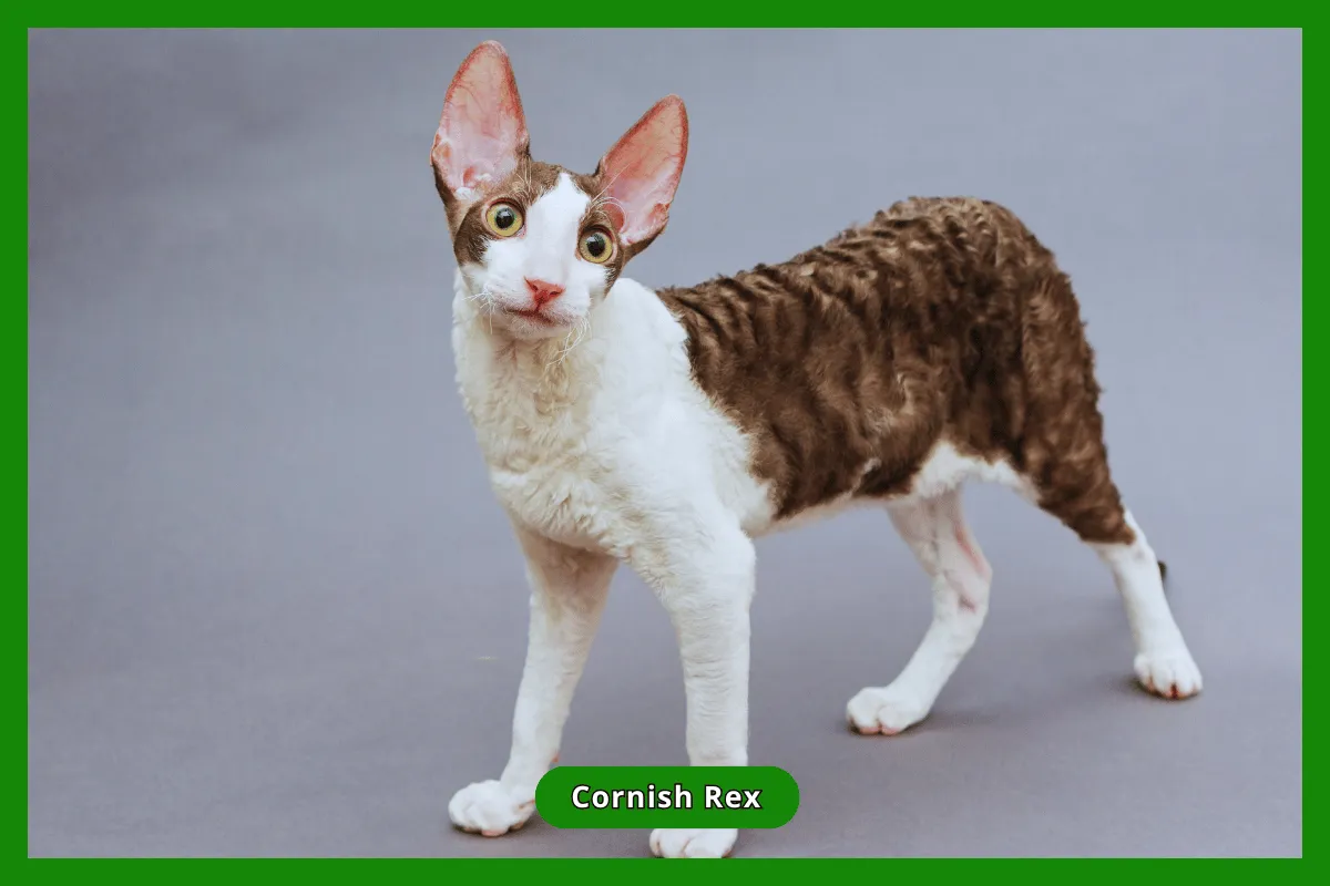 Zdjęcie Cornish Devon Rex: różnice, temperament i pielęgnacja tych kotów