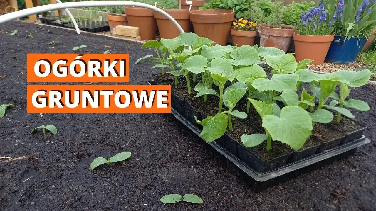 Zdjęcie Jak uprawiać ogórki na podporach i uniknąć najczęstszych błędów