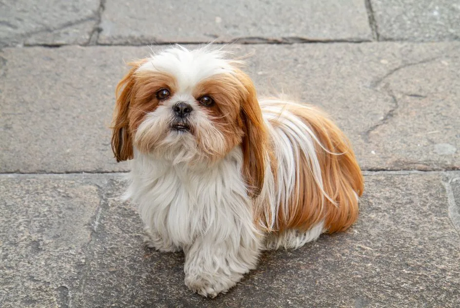 Zdjęcie Szelki czy obroża dla Shih Tzu - co zapewni bezpieczeństwo i komfort?