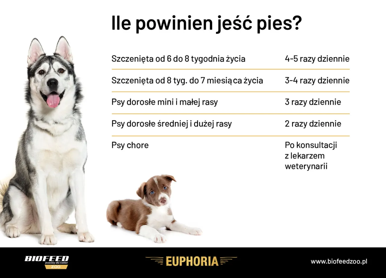 Zdjęcie Ile razy dziennie karmić szczeniaka, aby zapewnić mu zdrowie?