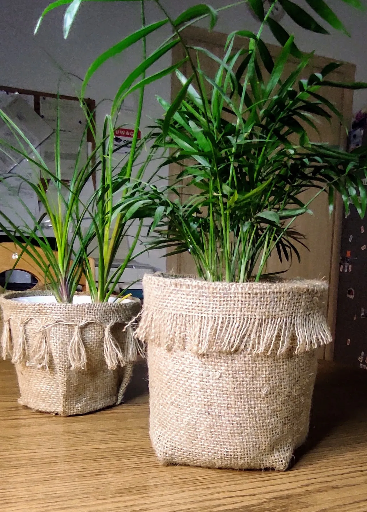 Zdjęcie Stwórz piękną doniczkę boho DIY, która odmieni Twój dom