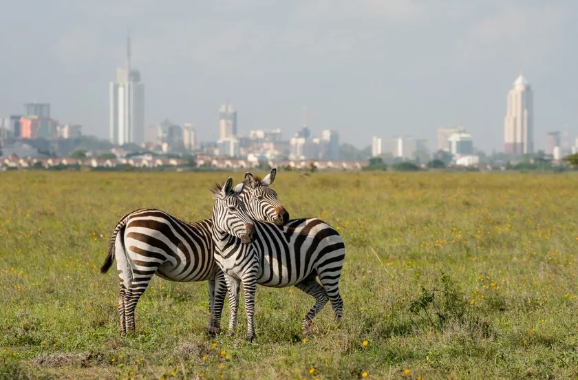 Zdjęcie Nairobi atrakcje, które zaskoczą każdego turystę i zachwycą pięknem