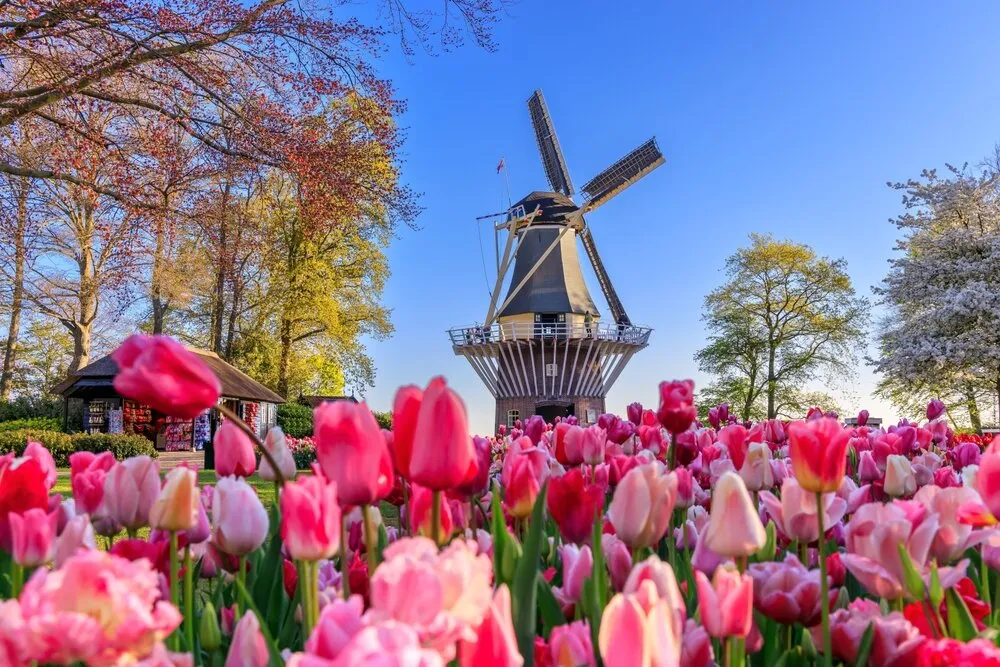 Zdjęcie Keukenhof kiedy najlepiej jechać, aby zobaczyć tulipany w pełnym rozkwicie