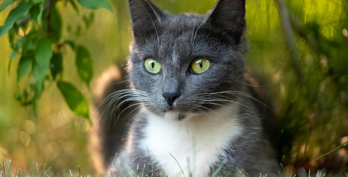 Zdjęcie Würmer bei Katzen: Symptome erkennen und rechtzeitig handeln
