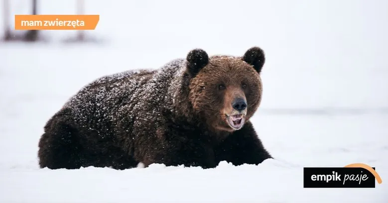 Zdjęcie Jak niedźwiedzie zimują? Sekrety hibernacji i ich zachowania w zimie