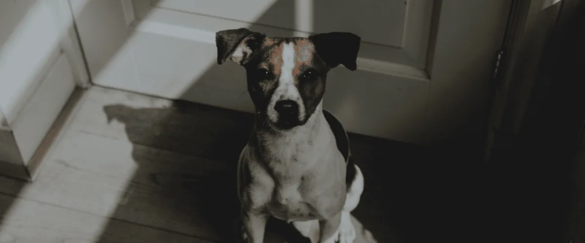 Zdjęcie Warum frisst mein Hund Kot? Ursachen und Lösungen für das Problem