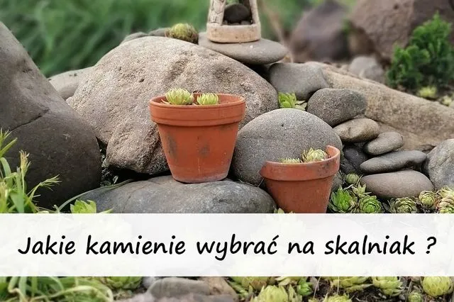 Zdjęcie Skąd wziąć kamienie na skalniak? Oto najlepsze źródła i porady