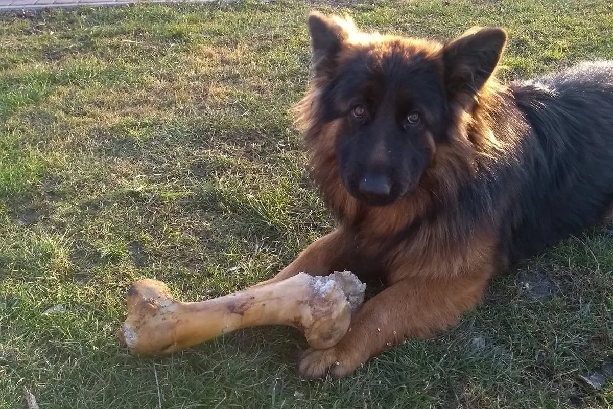 Zdjęcie Ile trwa ciąża u psa owczarka niemieckiego? Odkryj zaskakujące fakty