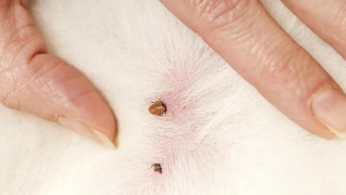Zdjęcie Garrapata dentro de la piel del perro: riesgos y cómo solucionarlo