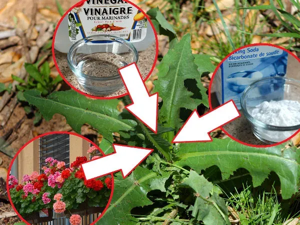 Zdjęcie Skuteczne sposoby na usunięcie trawy z chodnika bez chemii