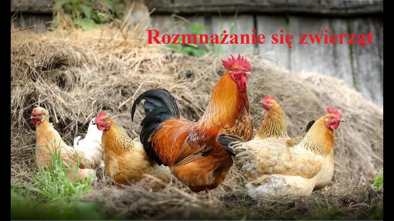 Zdjęcie Jak kury się rozmnażają - zaskakujące fakty o ich rozmnażaniu