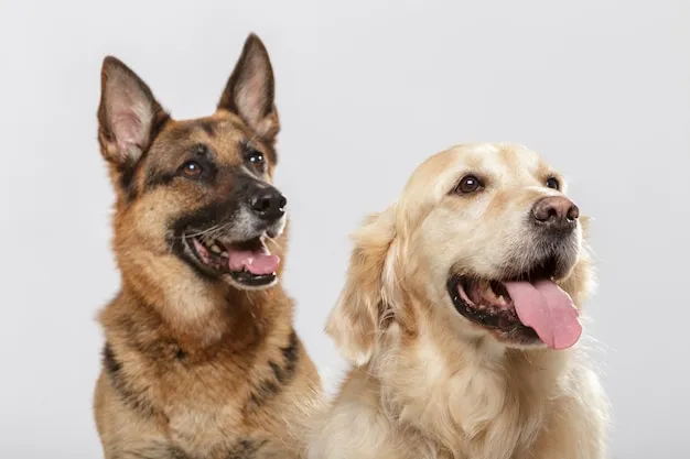 Zdjęcie Owczarek niemiecki czy golden retriever – który pies lepiej pasuje do Ciebie?