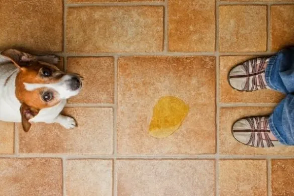 Zdjęcie Warum pinkelt mein Hund in die Wohnung, wenn er alleine ist? Lösungen!