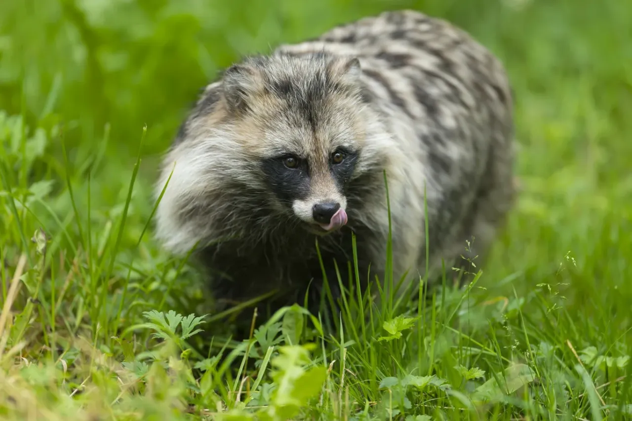 Zdjęcie Sen zimowy zwierząt: Kto śpi najdłużej? Familiada i fakty