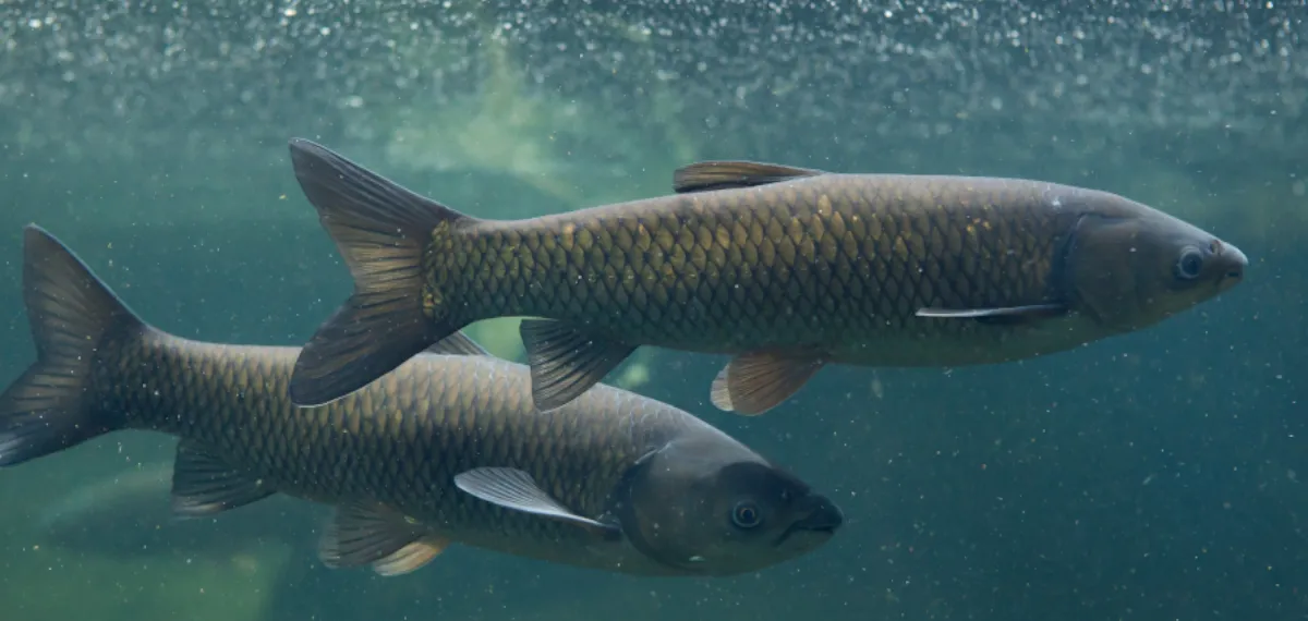 Zdjęcie Co lepsze: amur czy karp? Porównanie smaku i zdrowotnych korzyści