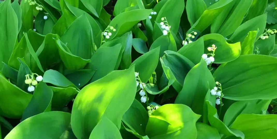 Zdjęcie Kiedy jest sezon na konwalie? Odkryj czas ich pięknego kwitnienia