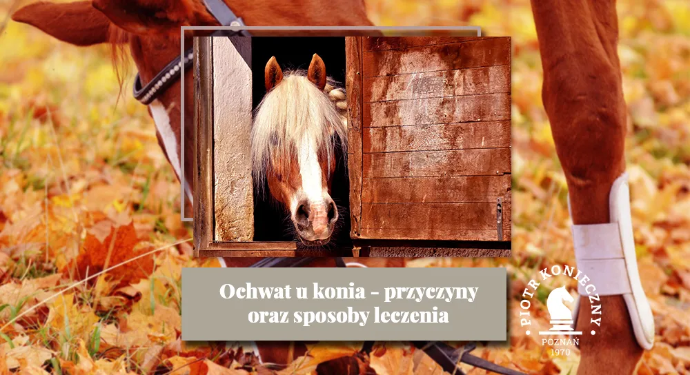 Zdjęcie Jak rozpoznać ochwat u konia – objawy, przyczyny i pierwsze kroki ratunkowe
