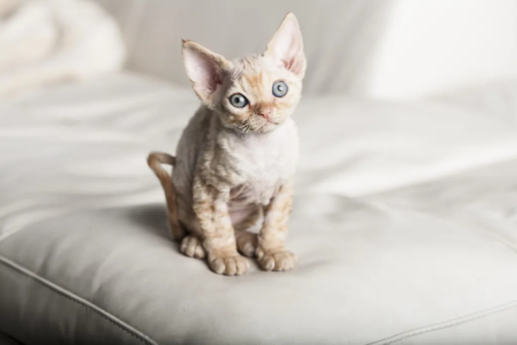 Zdjęcie Jak łatwo adoptować Devon Rex i uniknąć wysokich kosztów