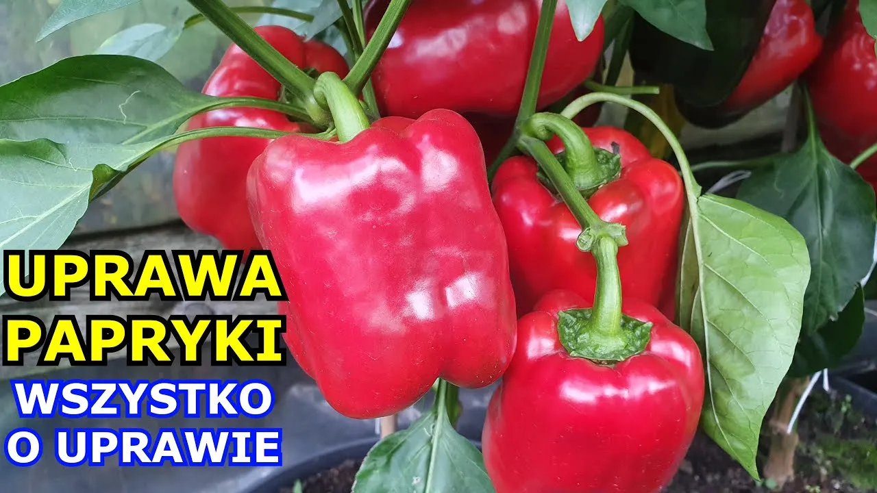 Zdjęcie Jak uprawiać paprykę: skuteczne metody na zdrowe plony w ogrodzie