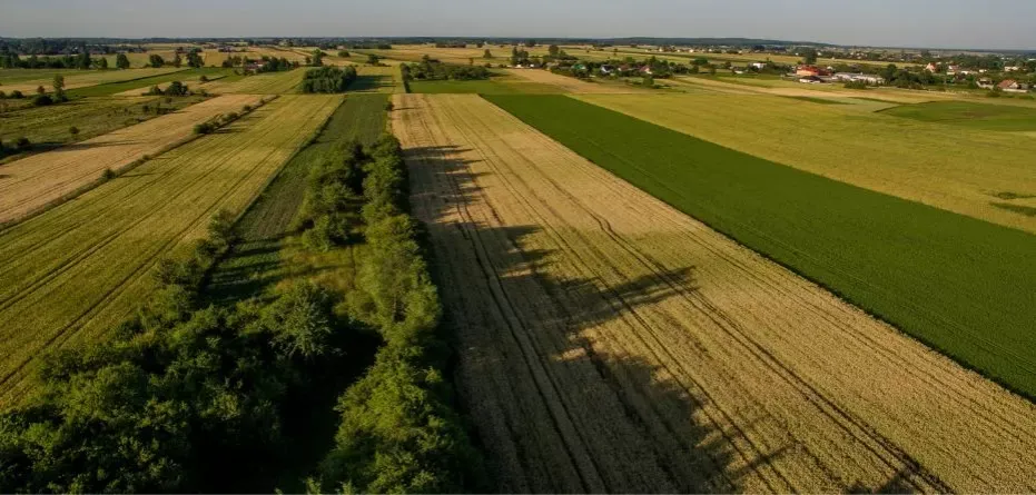 Zdjęcie Co uprawiać na 4 klasie ziemi, aby uniknąć niskich plonów?