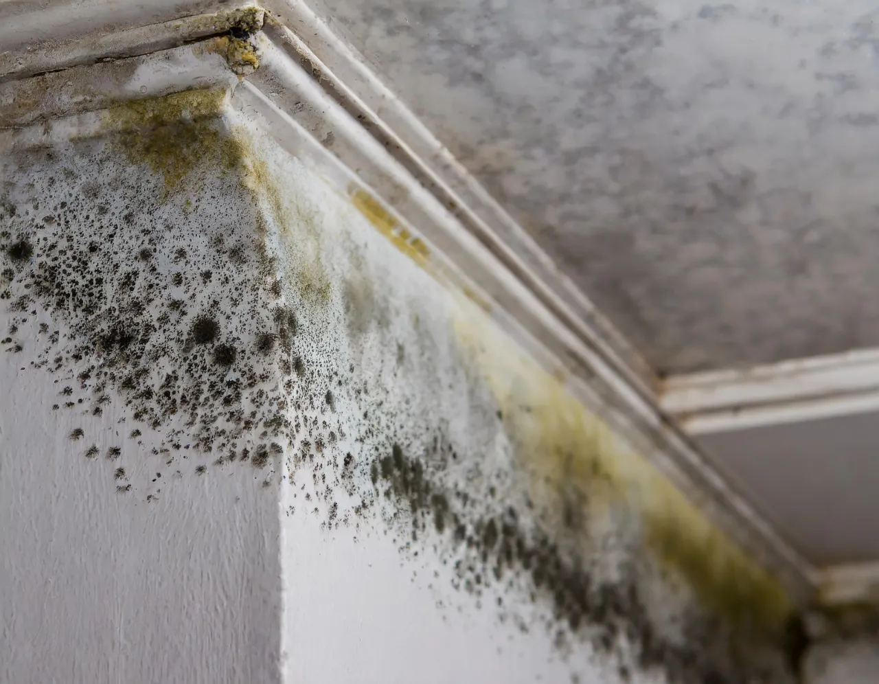 Zdjęcie Grzyb na ścianie: Jak skutecznie usunąć i zapobiec nawrotom?