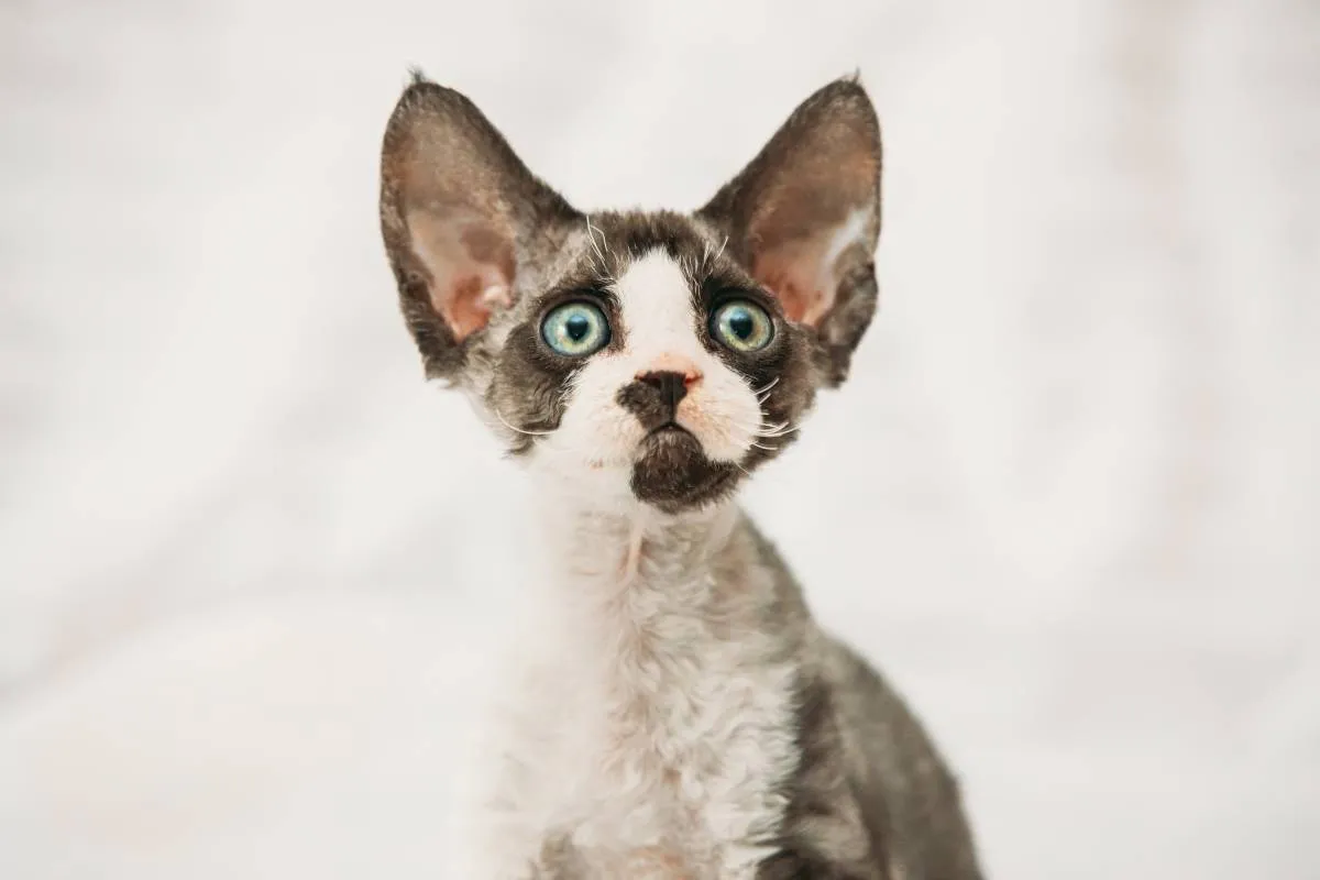Zdjęcie Czarny Devon Rex - wyjątkowy kot o niezwykłych cechach i pielęgnacji
