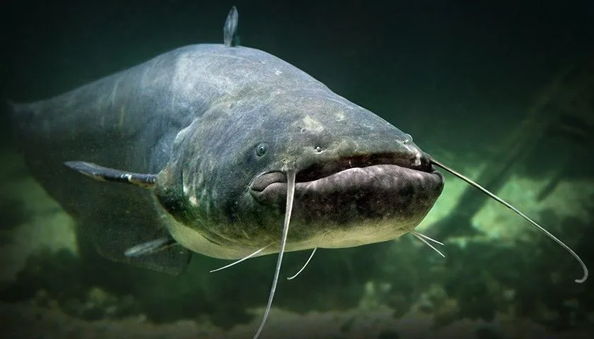 Zdjęcie Jak złowić suma na wątróbkę - skuteczne metody i tajniki połowu