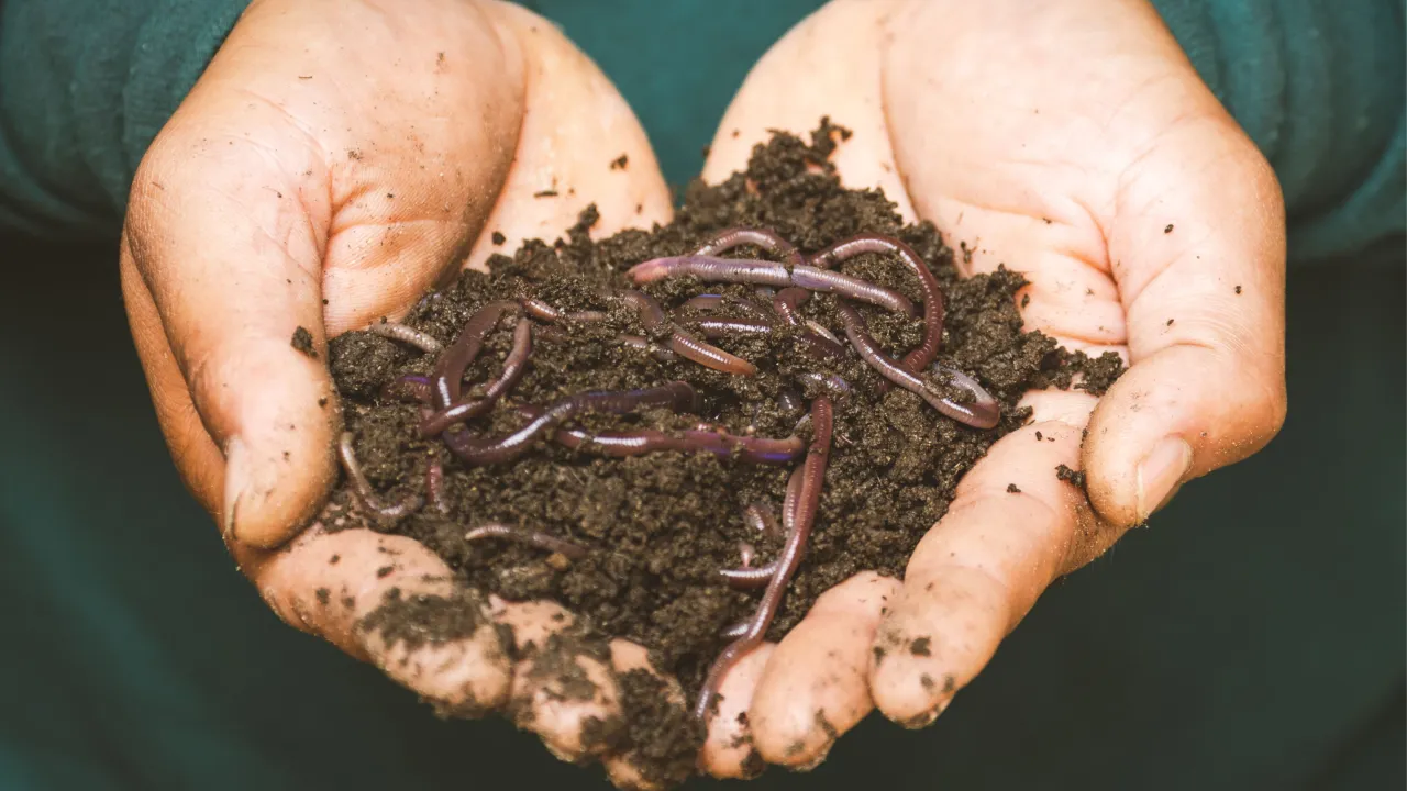 Zdjęcie Badanie czy dżdżownice wpływają na żyzność gleby – odkryj zaskakujące wyniki