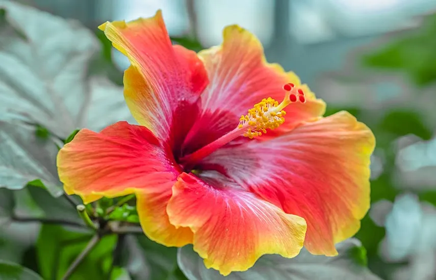 Zdjęcie Czy hibiskus zimuje w ogrodzie - skuteczne sposoby na zabezpieczenie rośliny