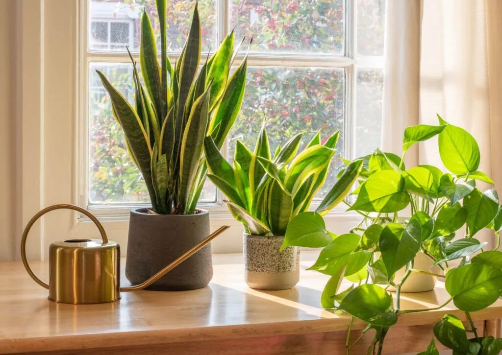 Zdjęcie Jakie kwiaty na słoneczny parapet - rośliny, które przetrwają upał