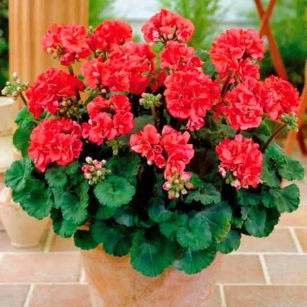 Zdjęcie Pelargonia nasiona kiedy siać - idealny czas na siew dla sukcesu