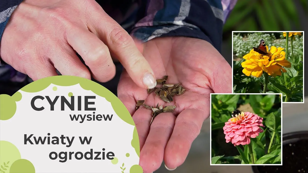 Zdjęcie Kiedy siać kwiaty na rozsady? Sprawdź najlepsze terminy i porady