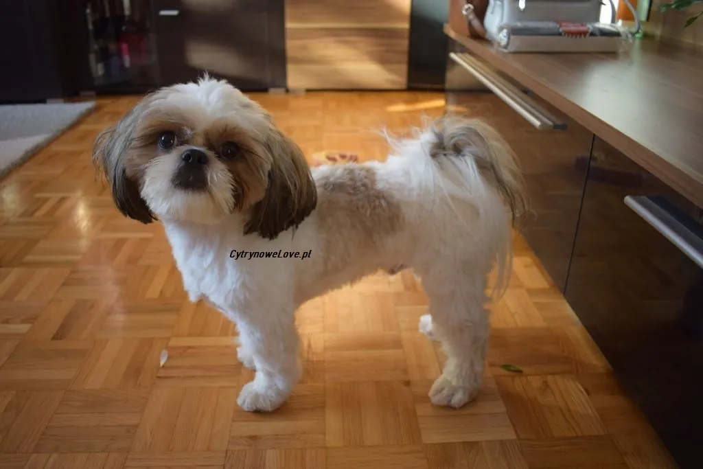 Zdjęcie Jak się pisze shih tzu? Poznaj poprawną pisownię rasy psa