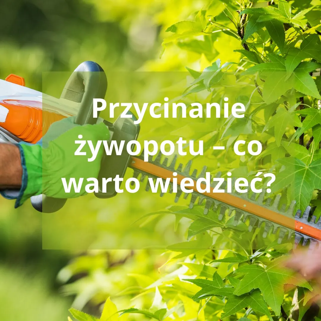 Zdjęcie Kiedy przycinać żywopłot, aby uniknąć błędów i cieszyć się zdrowiem roślin