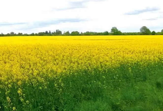 Zdjęcie Jakie nawozy na rzepak wiosną? Kluczowe wskazówki dla lepszych plonów