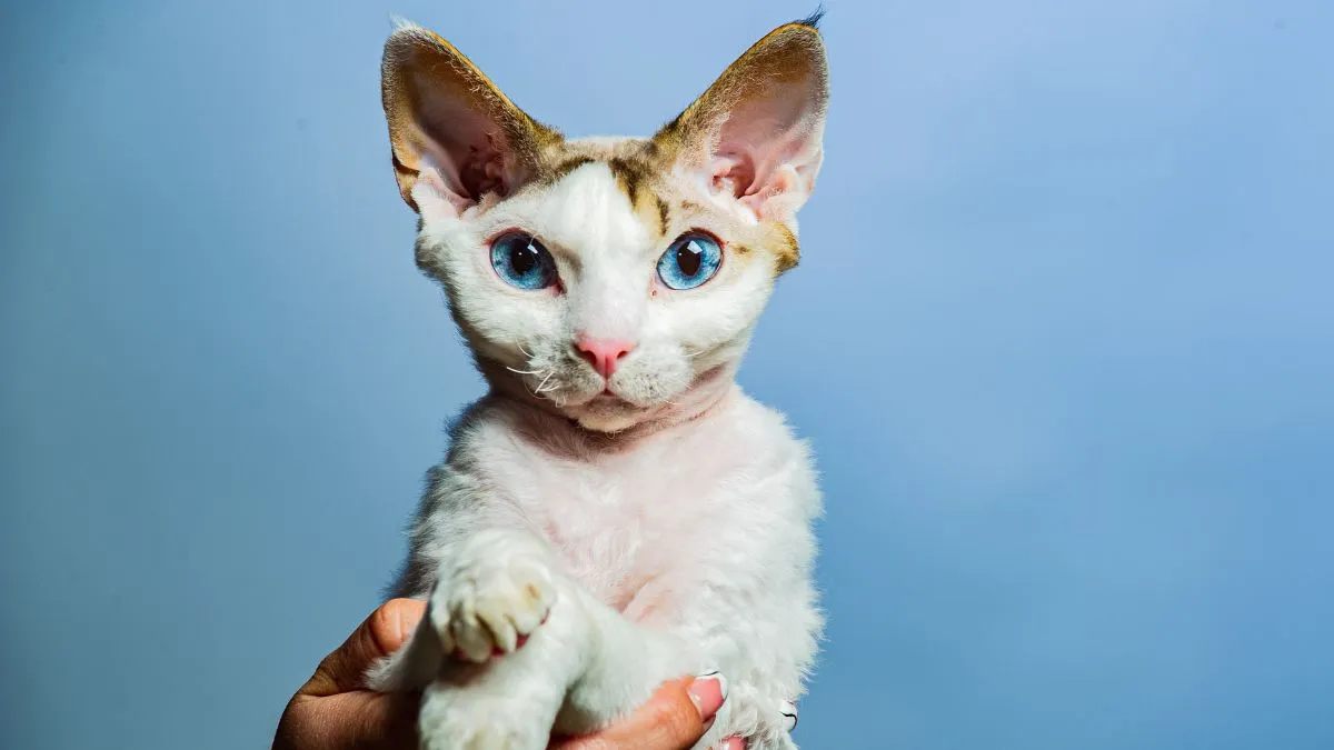 Zdjęcie Devon Rex cat - poznaj cechy, pielęgnację i zdrowie tej rasy
