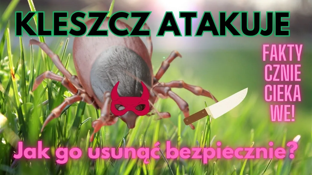 Zdjęcie Co zrobić gdy zostanie głowa kleszcza – bezpieczne usuwanie i zagrożenia