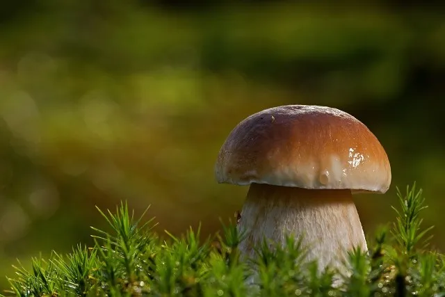 Zdjęcie Gdzie na grzyby z noclegiem? Odkryj najlepsze miejsca w Polsce