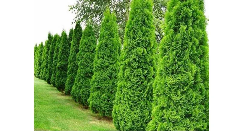 Zdjęcie Ile od płotu sadzić tuje Szmaragd? Odległość i przepisy